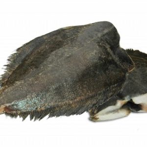 FROZEN TURBOT H & G 0.5-1 KG