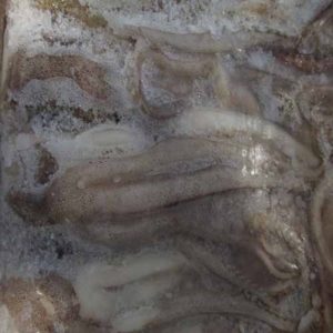 FROZEN SQUID TENTACLE 120-150